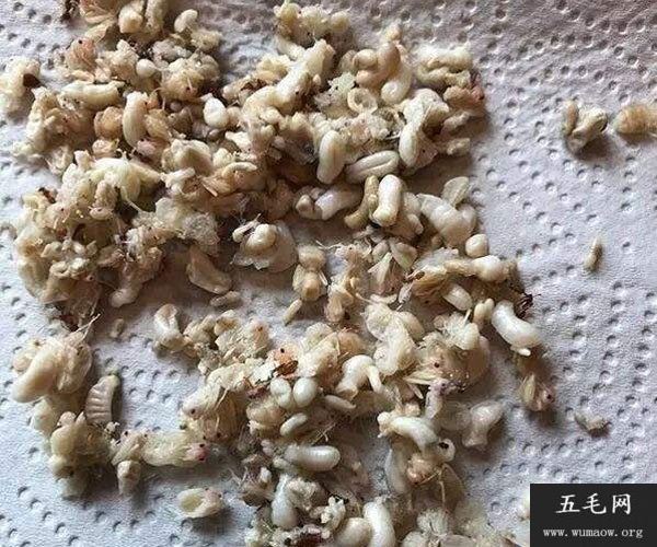 豚鼠实验恶心图片 也曾被当做餐桌上的皇家美食