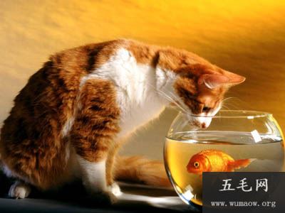 猫为什么喜欢吃鱼和老鼠