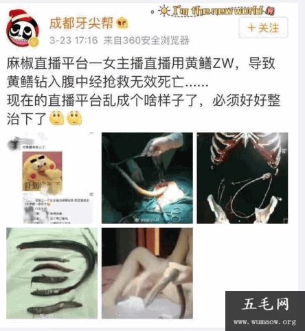 女主播黄鳝是什么梗？